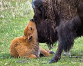 Bison calf in Yellowstone (credit: Robin Poole)