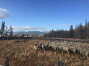 Domestic sheep threaten Chinook and bighorn sheep