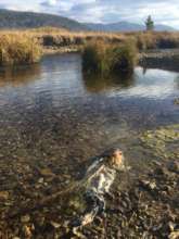 Chinook migrate over 700 miles to spawn in Idaho