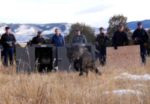 Colorado Wolf Release. Photo Credit: CPW