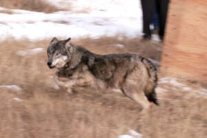 Colorado Wolf Release. Photo Credit: CPW