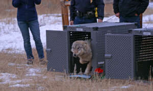 Colorado Wolf Release. Photo Credit: CPW