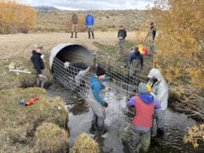 BLM exclusion fence installation, Photo E.Chott