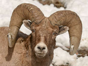 A "full curl" bighorn ram