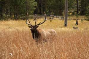 Elk are a focal species in this area cr: McCulloch