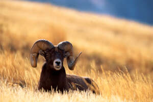 Bighorn Ram - Photo Credit Rollings