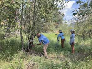 Protecting cottonwoods, Photo E.Chott