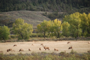 Elk are abundant on the CMR Refuge