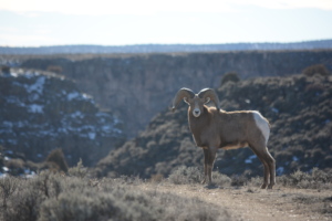 Retiring the Santos Allotment Protects Wild Sheep