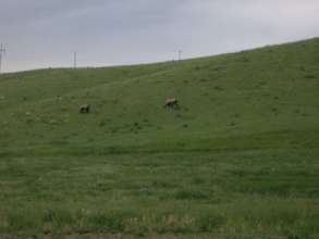 Grizzlies Photographed East Near Great Falls, MT