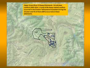 Conflicts between sheep and bears spell trouble