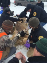 A bighorn being fitted with a collar for release