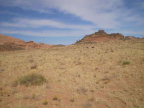Fence removal on Capitol Reef will benefit wildife