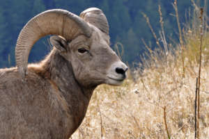 NWF works to protect bighorn sheep in the West