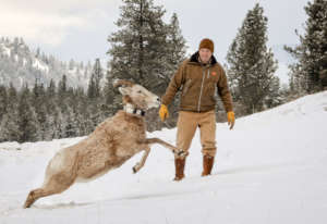 NWF Program Manager with a collared bighorn