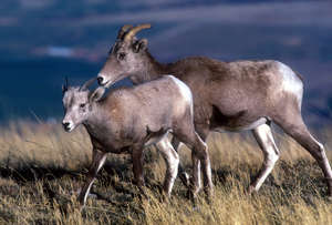 A bighorn lamb and ewe