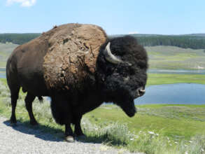 Bison were recently reintroduced to Blackfeet land