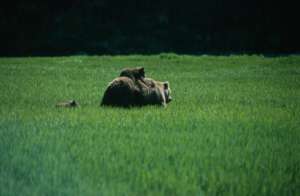 Grizzly bear recovery requires careful teamwork