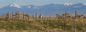 A pronghorn negotiates a malaise of barbed wire