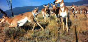 Pronghorn migration through new fence.