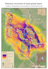 Linking Grizzly Populations in Montana