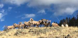 South San Juan CO Bighorns