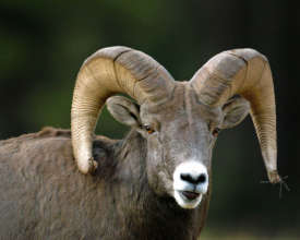 Bighorn sheep and domestic sheep don't mix