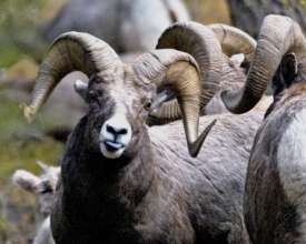 Bighorn sheep in Idaho's Lemhi Mountains