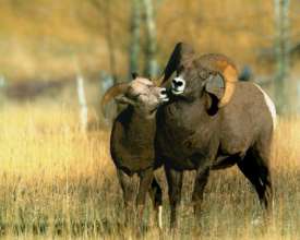 A bighorn ram courting a ewe in southwest Montana