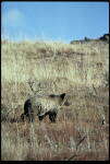 Grizzlies frequent the upper Green River, WY