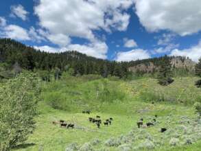 Cattle Grazing on the West Fork Allotment