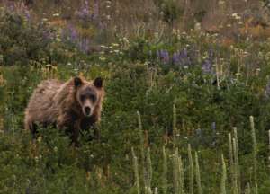 The High Divide is a critical corridor for bears