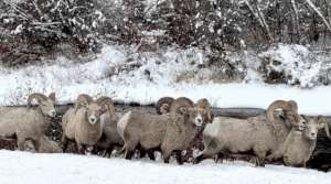 Bighorn sheep are well adapted to harsh conditions