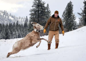 NWF's Kit Fischer on a recent bighorn sheep survey