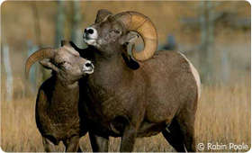 Bighorn Sheep