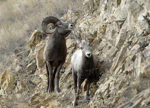 Bighorn sheep are between a rock and a hard place