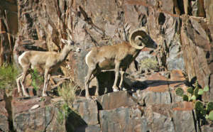 NWF is continuing work to protect western bighorns