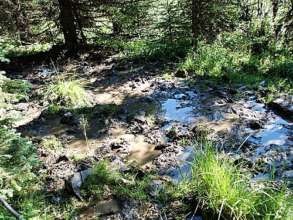 Livestock damage along the riparian areas