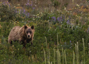 Grizzly near East Glacier cr: Hughes