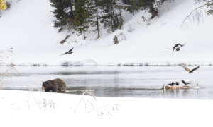 A Griz emerging in Yellowstone (credit Jim Peaco)