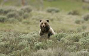 Grizzly Populations Expanding in the West