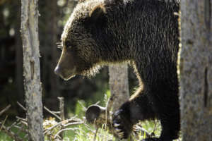 This year NWF has much work to do in Yellowstone