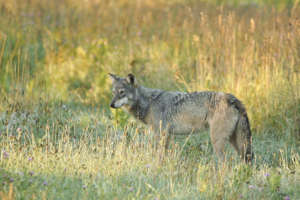 Photo by Teresa McGill