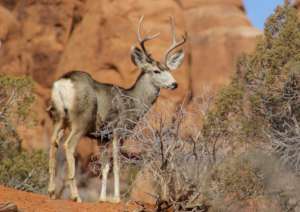 Mule Deer rely on sparse desert resources
