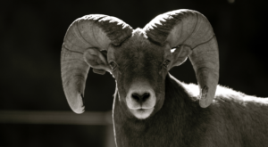 Bighorn and domestic sheep do not mix.