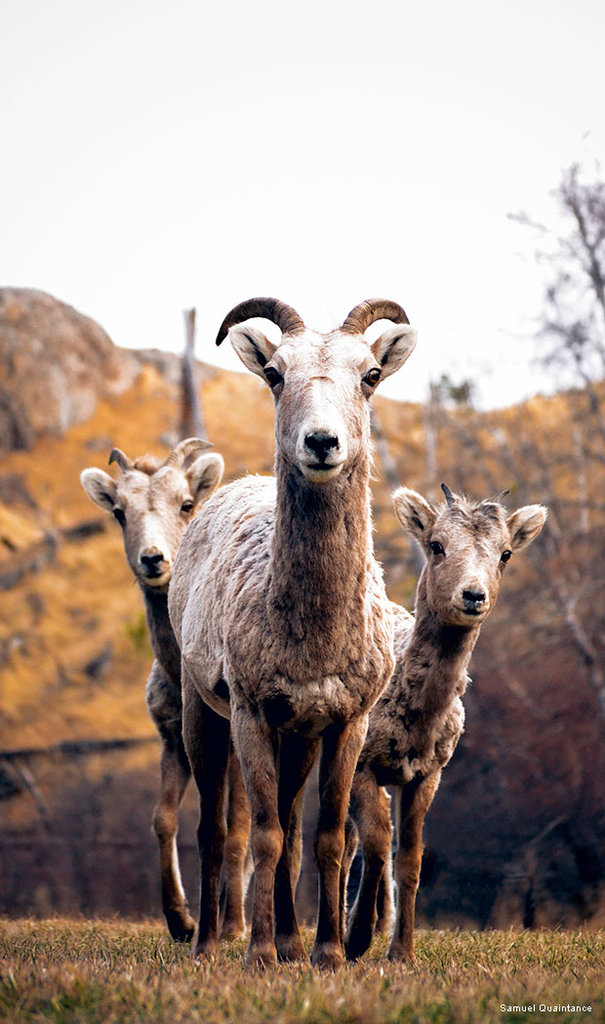 Bighorn Sheep, Photo by Samuel Quaintance