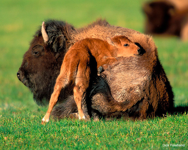 Bison and Calf, Photo by Dick Forehand