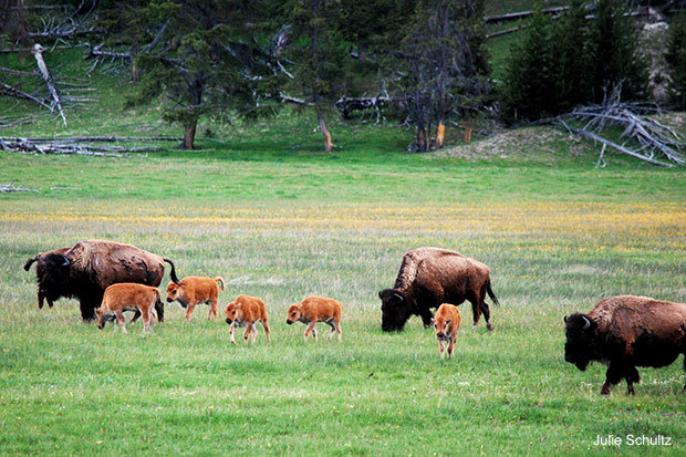 Bison Herd, Photo by Julie Schultz