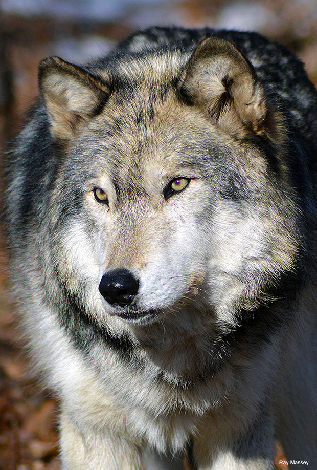 Gray Wolf, Photo by Ray Massey