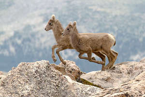Bighorn Lambs, Photo by Liz Noffsinger